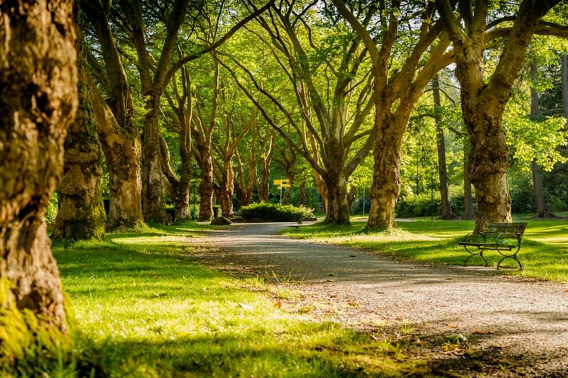 Gülhane Park & Emirgan Botanical Recovery Walks
